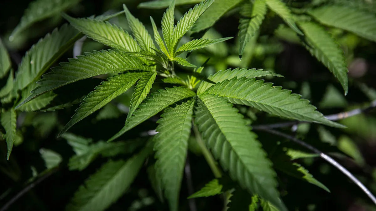 10 CANNABIS NEWS YOU MISSED