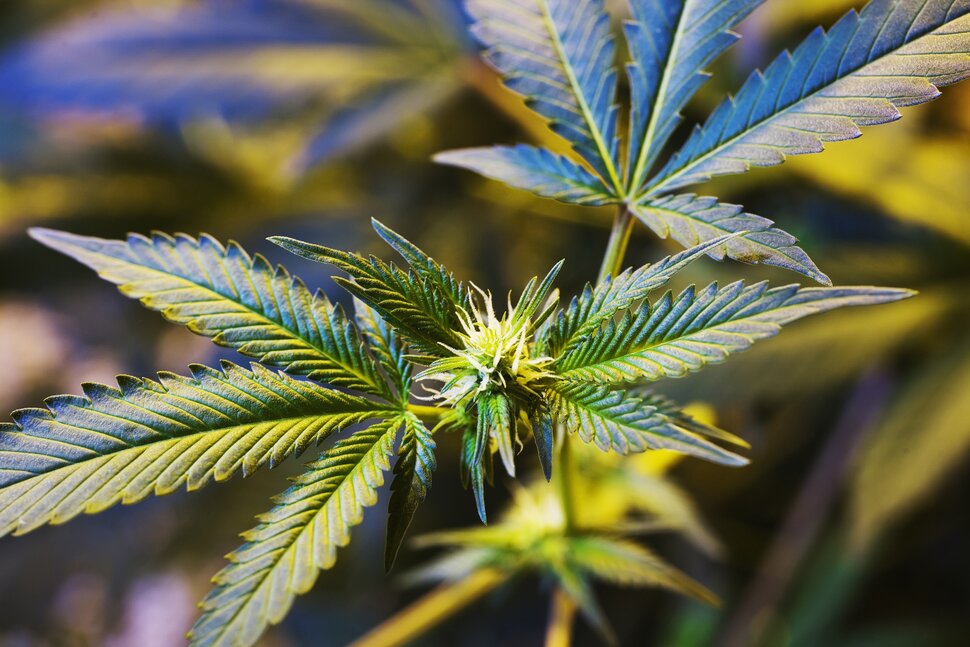 The 10 Biggest Cannabis Industry News you missed, May 2023 Edition.