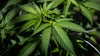 10 CANNABIS NEWS YOU MISSED